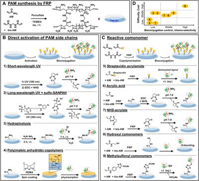 Current strategies for ligand bioconjugation to poly(acrylamide) gels for 2D cell culture: Balancing chemo-selectivity, biofunctionality, and user-friendliness